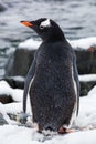 Gentoo penguin from the back on snow against ocean, Antarctica Royalty Free Stock Photo