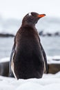 Gentoo penguin from the back on snow against ocean, Antarctica Royalty Free Stock Photo