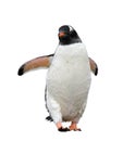 Gentoo penguin isolated on white background Royalty Free Stock Photo