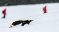 Gentoo penguin belly sliding up snowfield penguin highway on Danco Island, Antarctica, tourists in red coats in background Royalty Free Stock Photo