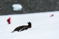 Gentoo penguin belly sliding up snowfield penguin highway on Danco Island, Antarctica, tourists in red coats in background