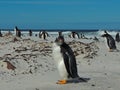 Gentoo Penguin on Bertha's Beach Falkland IUslands Royalty Free Stock Photo