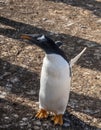 Gentoo penguin at Bluff Cove on Falklands stretching wings Royalty Free Stock Photo