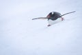 Gentoo penguin body surfing down snowy slope Royalty Free Stock Photo