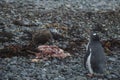 Gentoo Penguin with Brown Skua