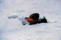 Gentoo penguin buried in the snow, Antarctica Royalty Free Stock Photo