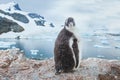 Gentoo penguin chic in Antarctica, curious funny animal baby bird