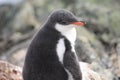 Gentoo penguin chick Royalty Free Stock Photo