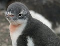 Gentoo penguin chick Royalty Free Stock Photo