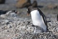 Gentoo penguin - Pygoscelis papua - taking care for cute chick Royalty Free Stock Photo