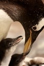 Gentoo penguin chick Royalty Free Stock Photo