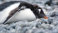 Gentoo penguin chick in Antarctica Royalty Free Stock Photo