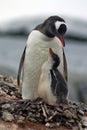 Gentoo penguin with a chick in Antarctica Royalty Free Stock Photo