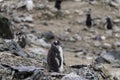 Gentoo Penguin chick, Antarctica Royalty Free Stock Photo