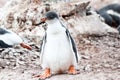 Gentoo penguin chick with big feet. Royalty Free Stock Photo