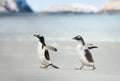 Gentoo penguin chick chasing its parent to be fed Royalty Free Stock Photo