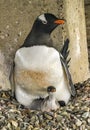 Gentoo Penguin Chick Damoy Point Antarctica Royalty Free Stock Photo