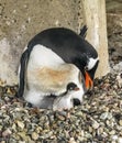 Gentoo Penguin Chick Damoy Point Antarctica Royalty Free Stock Photo
