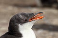 Gentoo Penguin chick Royalty Free Stock Photo