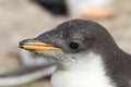 Gentoo Penguin chick Royalty Free Stock Photo