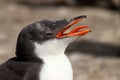 Gentoo Penguin chick Royalty Free Stock Photo