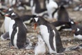 Gentoo Penguin with chick - Falkland Islands Royalty Free Stock Photo