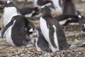 Gentoo Penguin with chick - Falkland Islands Royalty Free Stock Photo