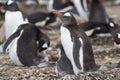 Gentoo Penguin with chick - Falkland Islands Royalty Free Stock Photo