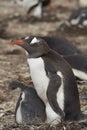 Gentoo Penguin with chick - Falkland Islands Royalty Free Stock Photo