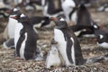 Gentoo Penguin with chick - Falkland Islands Royalty Free Stock Photo