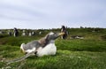 Gentoo penguin chick lying on grass Royalty Free Stock Photo