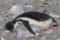 Gentoo Penguin chick lying on the rock Royalty Free Stock Photo
