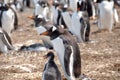 Gentoo Penguin and a Chick Royalty Free Stock Photo