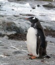 Gentoo penguin chick on Petermann Island, Antarctica Royalty Free Stock Photo