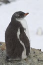 Gentoo penguin chick sitting the nest Royalty Free Stock Photo