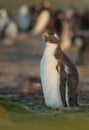 Gentoo penguin chick standing near penguin colony Royalty Free Stock Photo