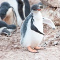 Gentoo penguin chick, cute penguin chick standing unsteady on wobbly feet. Royalty Free Stock Photo