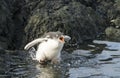 Gentoo Penguin chick in the water Royalty Free Stock Photo