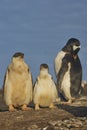 Gentoo Penguin and chicks on Sea Lion Island