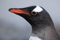 Gentoo penguin close-up, Antarctica