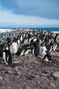 Gentoo Penguin Colony Royalty Free Stock Photo