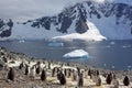 Gentoo penguin colony, Antarctica Royalty Free Stock Photo