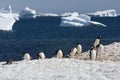 Gentoo penguin colony, antarctica Royalty Free Stock Photo