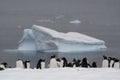 Gentoo Penguin Colony, Antarctica Adventure Royalty Free Stock Photo