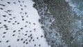 Gentoo penguin colony antarctica coast aerial view Royalty Free Stock Photo