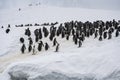 Gentoo Penguin Colony, Antarctica Travel, Adventure Royalty Free Stock Photo