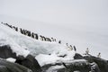 Gentoo Penguin Colony, Antarctica Travel, Adventure Royalty Free Stock Photo