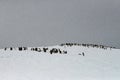 Gentoo Penguin Colony, Antarctica Travel, Adventure Royalty Free Stock Photo