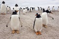 Gentoo Penguin Colony - Falkland Islands Royalty Free Stock Photo