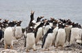 Gentoo Penguin colony - Falkland Islands Royalty Free Stock Photo